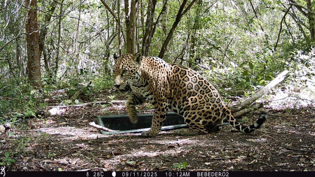Jaguar fotografiado por una cámara trampa en la Reserva de la Biosfera de Calakmul. Foto: cortesía estudio Listening to children, writing for coexistence