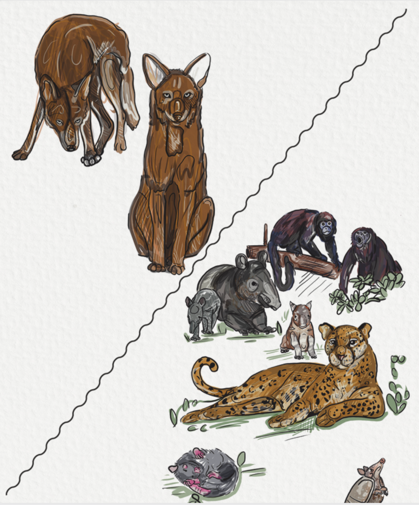 La fauna de la Selva Maya protagoniza el cuento Kaab, el jaguar. Ilustración: cortesía Ingrid Domínguez Lagunes