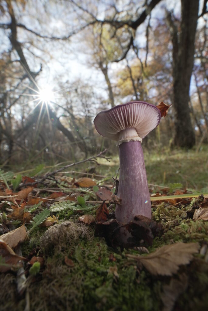 Cortinarius sp Creditos: Mateo Barrenengoa - Fungi Foundation