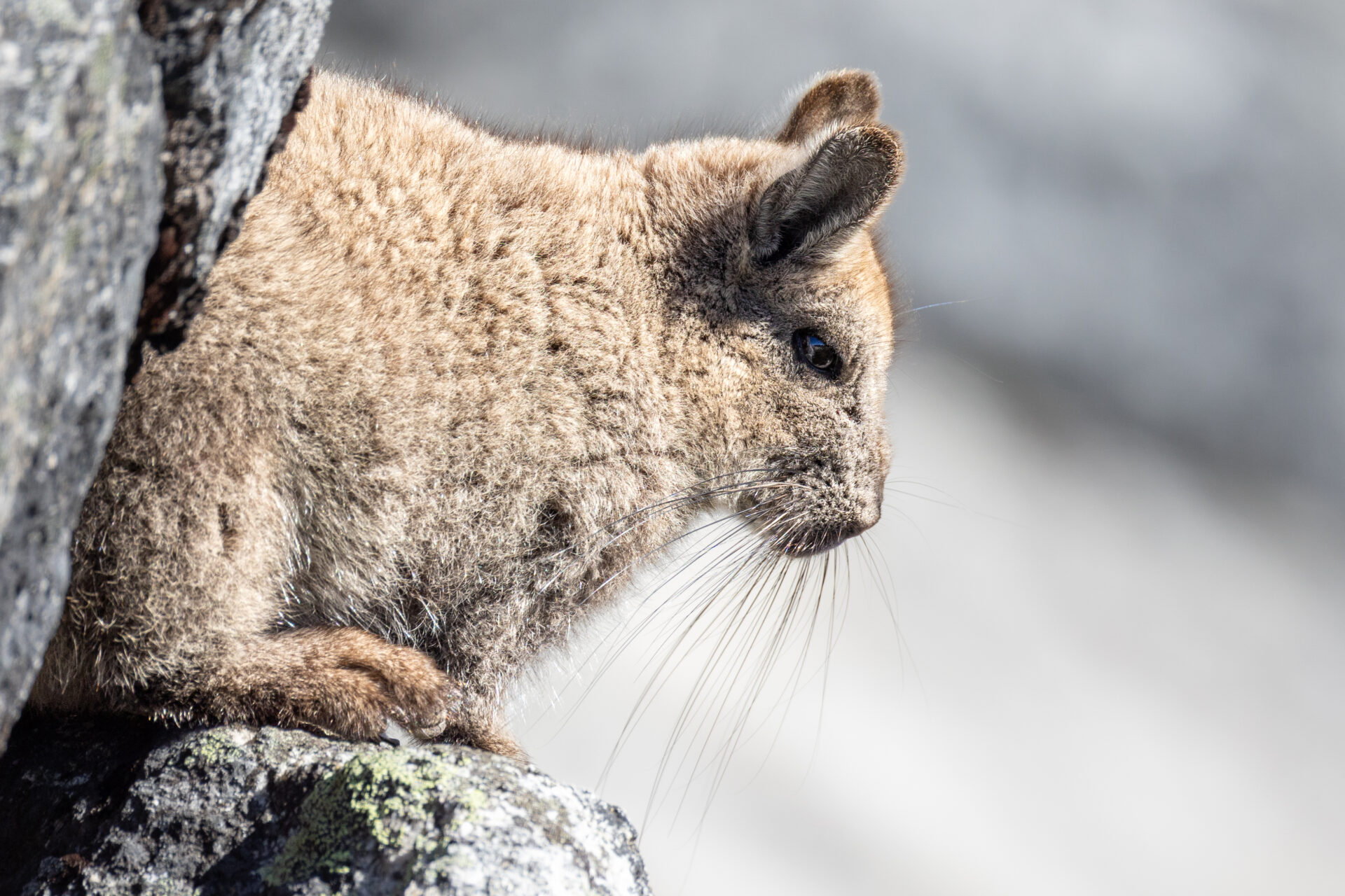 ¡Un baño distinto en Cochamó! Registran a vizcacha de la Patagonia revolcándose en la tierra