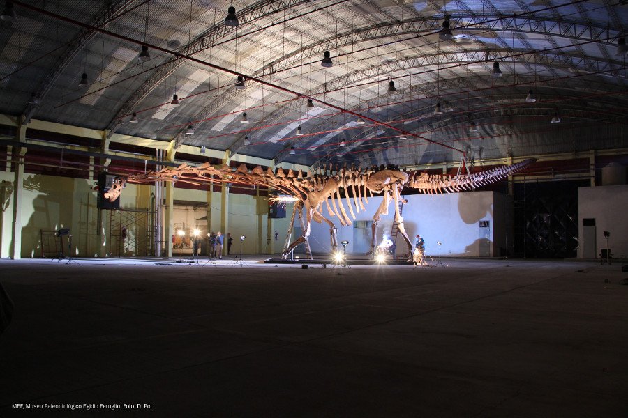 Patagotitan mayorum. Créditos: Diego Pol / REF