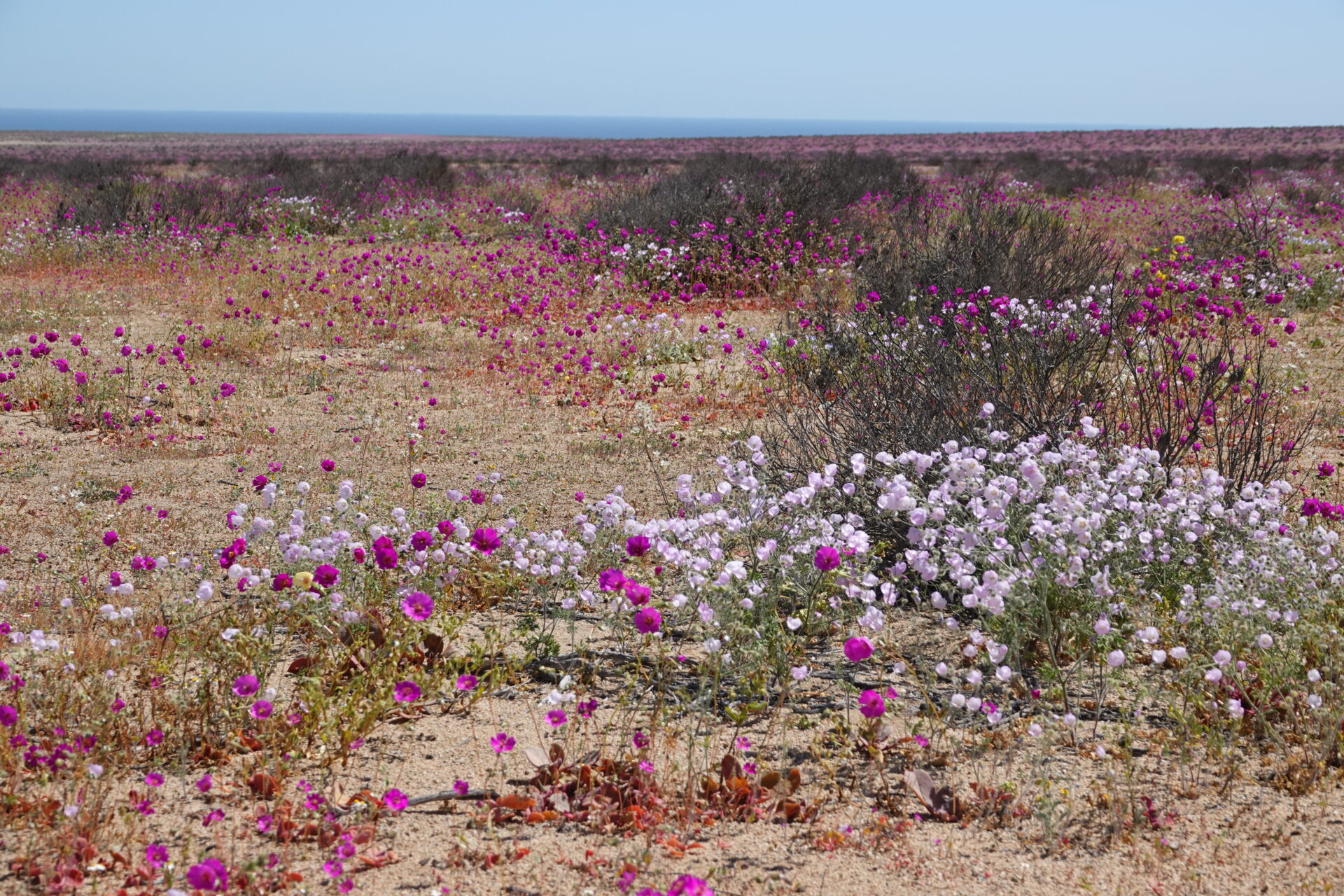 ¿Qué necesita un paisaje árido para florecer? La mirada de la ciencia detrás de las lluvias, semillas, plantas y flores del Desierto Florido