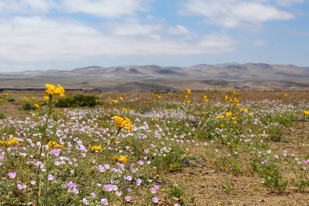 Desierto Florido. Créditos: Tamara Núñez