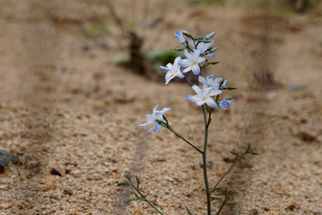 Desierto Florido. Créditos: Verónica Droppelmann