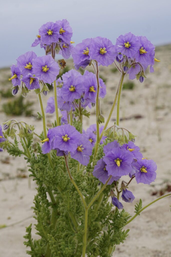 Desierto Florido. Créditos: Verónica Droppelmann