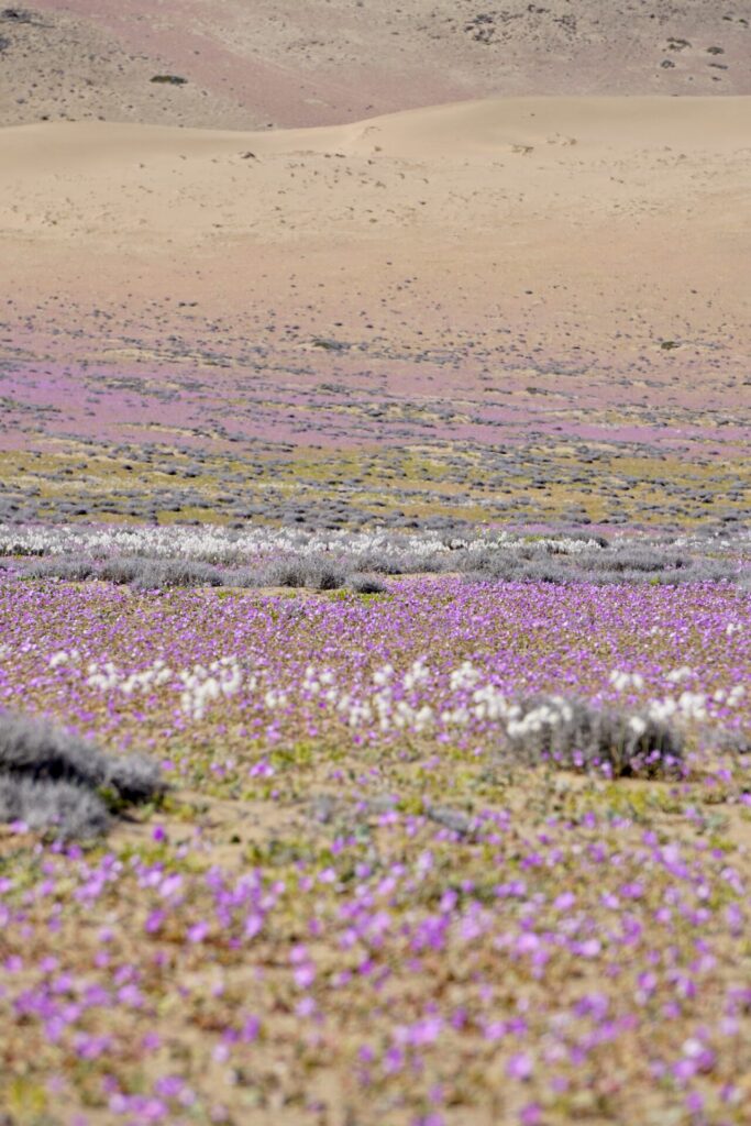 Desierto Florido. Créditos: Verónica Droppelmann
