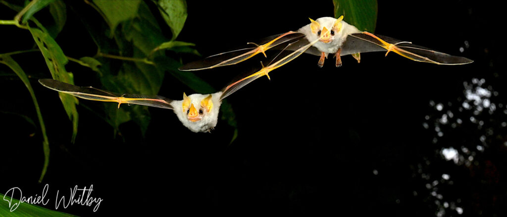 La evolución de los murciélagos estuvo estrechamente ligada al desarrollo del vuelo y la ecolocalización. El análisis de fósiles y genomas sugiere que la ecolocalización laríngea apareció antes de la diversificación de los murciélagos modernos. Créditos: Daniel Whitby