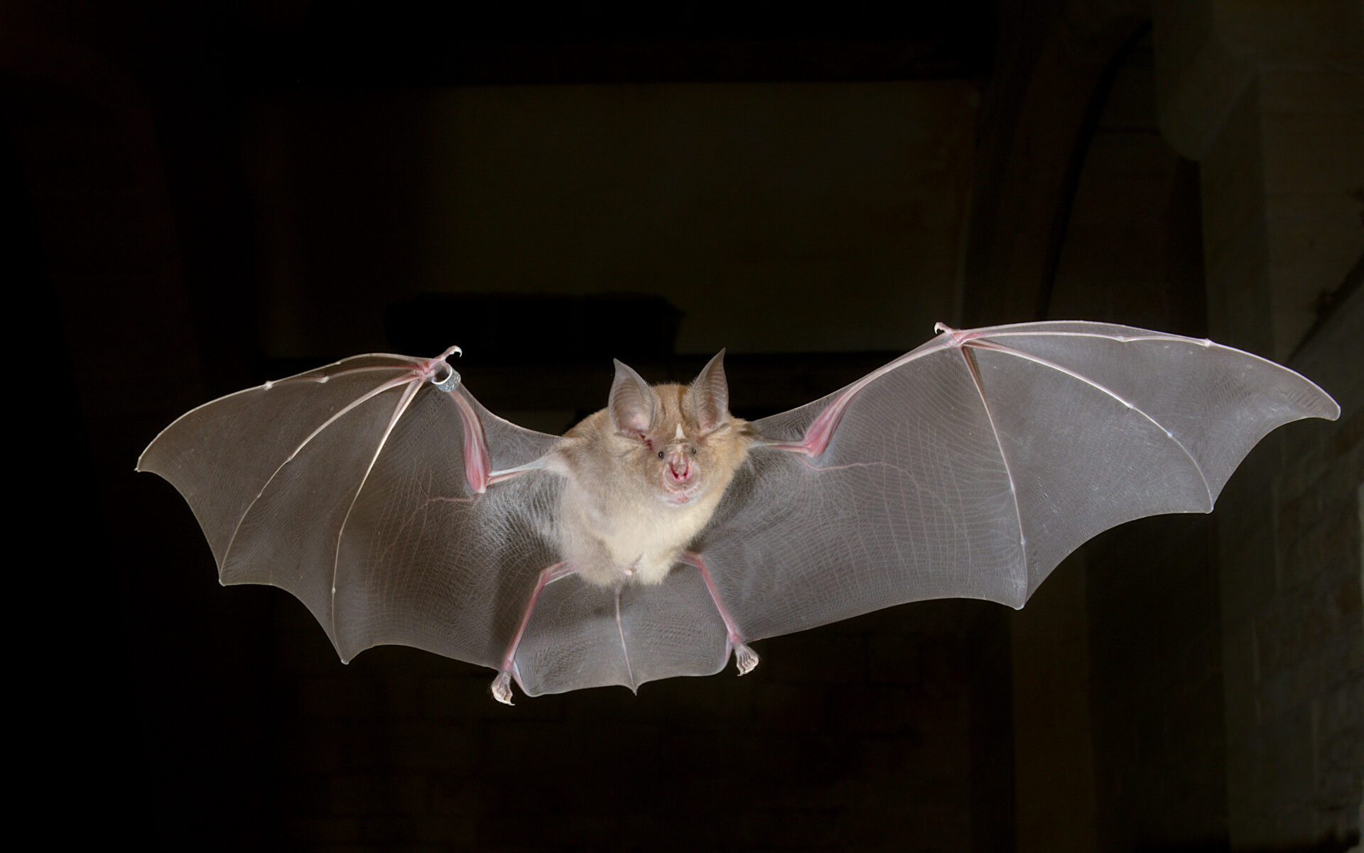 El origen del murciélago: ¿cómo un mamífero aprendió a volar y cazar con sonido en la oscuridad? Un nuevo artículo nos da pistas