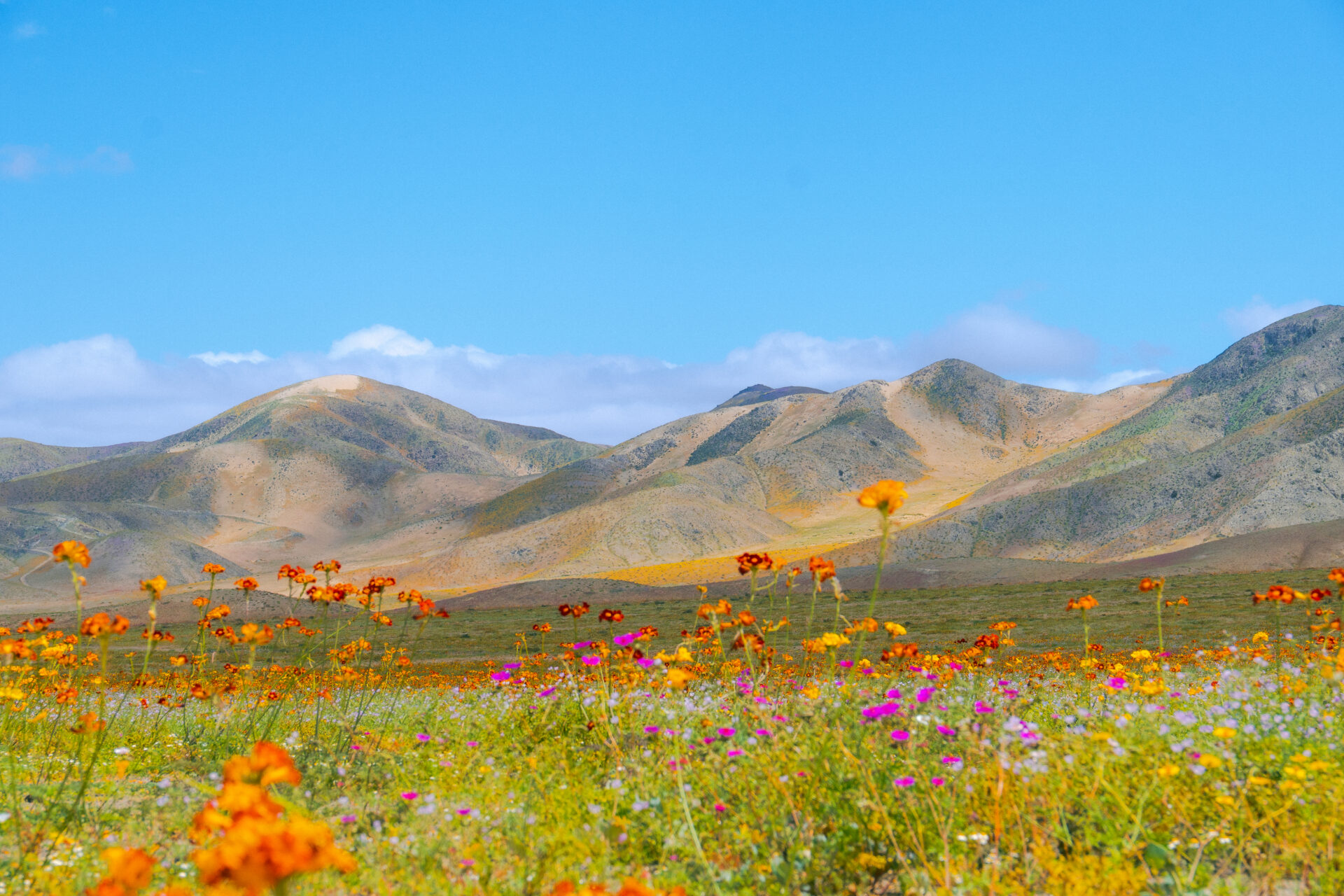 Las hermosas postales que va dejando el Desierto Florido en Chile 