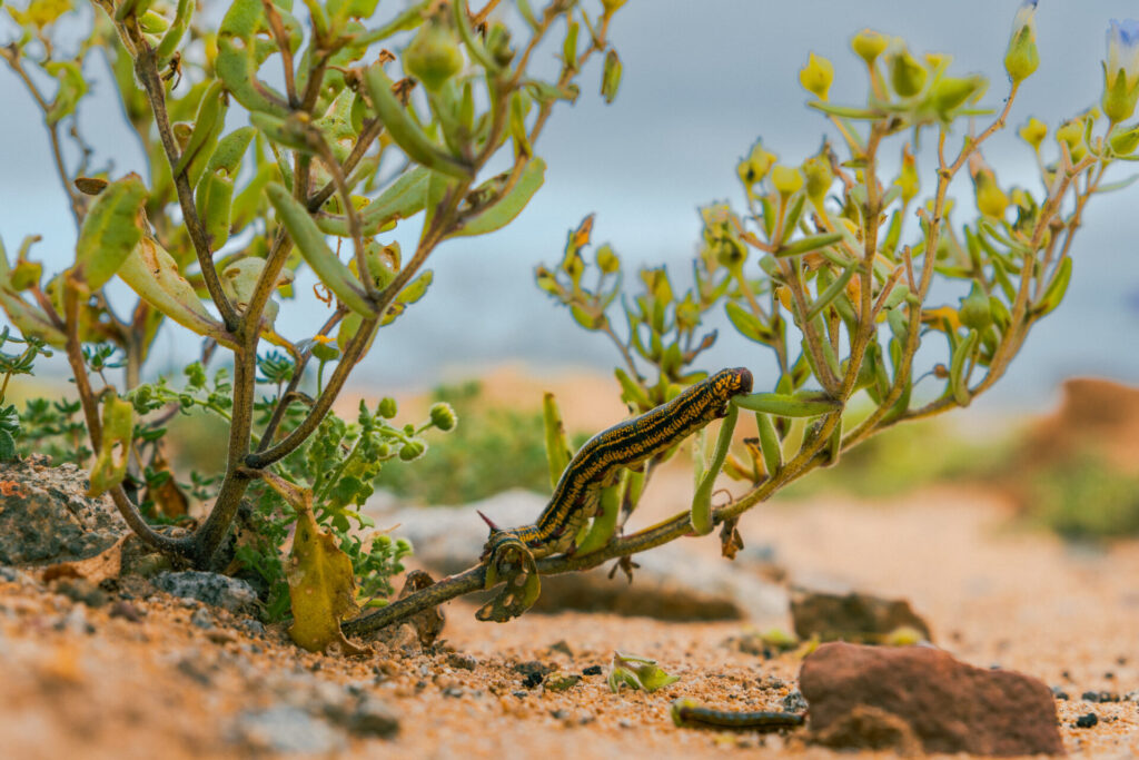 Desierto Florido. Créditos: Adolfo Molina 