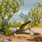 Desierto Florido. Créditos: Adolfo Molina