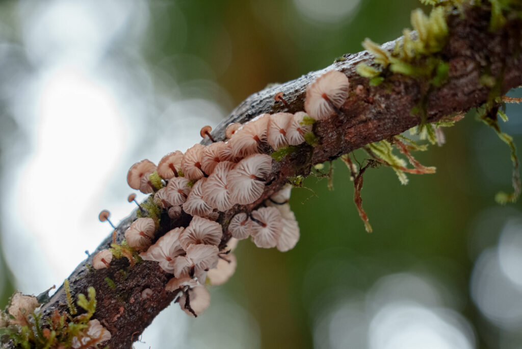 Fungal diversity Creditos: Catalina Infante - Fungi Foundation