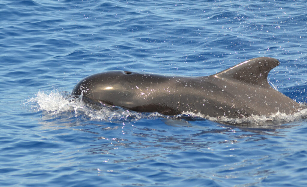 Globicephala macrorhynchus. Créditos: Emmerson, vía iNaturalist.