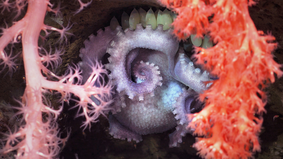 Descubren 57 nuevas especies en los cañones submarinos de Argentina