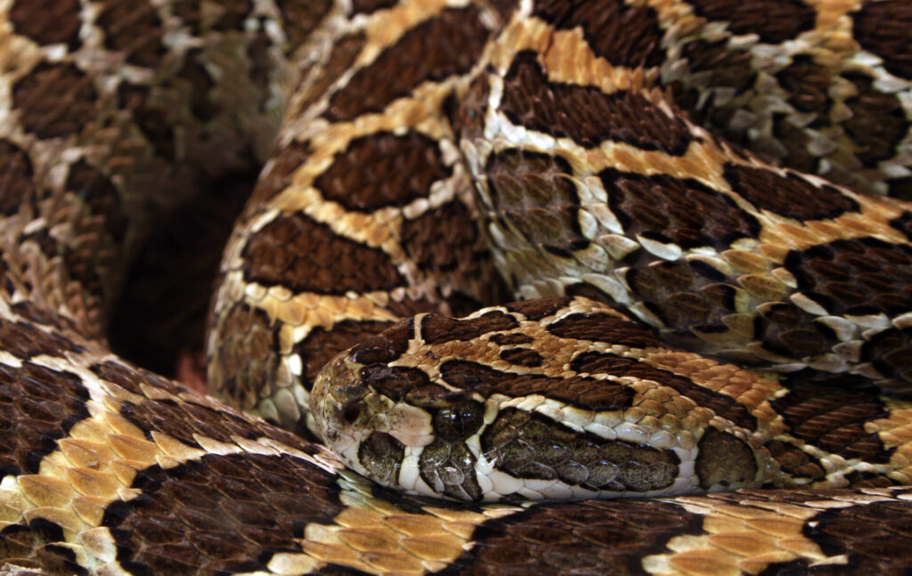 Crotalus polystictus. Créditos: Holger Krisp