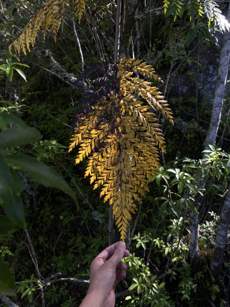 Mediante la documentación fotográfica y digital, el proyecto busca registrar las formas de las plantas sin depender de la extracción de ejemplares de sus ecosistemas. Cortesía de Escrituras Vegetales y La Gruta Estudio