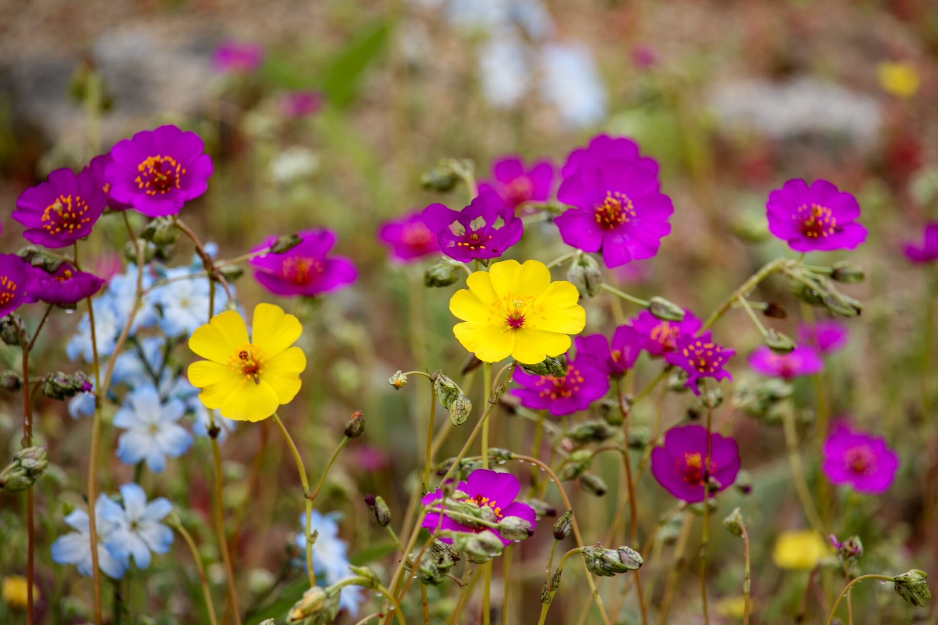 ¡Un paso hacia el reconocimiento internacional! El Desierto Florido busca convertirse en Patrimonio Mundial de la UNESCO