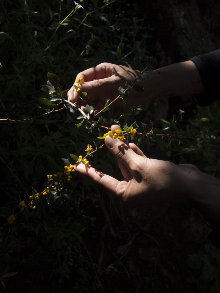 Hojas, tallos, texturas e irregularidades botánicas inspiran un sistema tipográfico experimental que busca conservar la legibilidad sin borrar las formas orgánicas de las plantas. Cortesía de Escrituras Vegetales y La Gruta Estudio