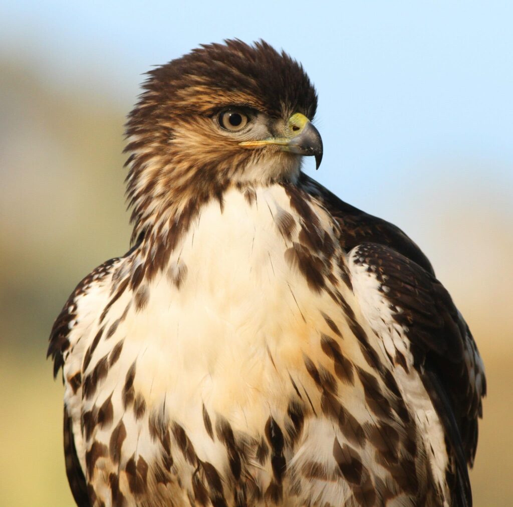 Juvenile Rufous Créditos: Tomás Rivas Fuenzalida