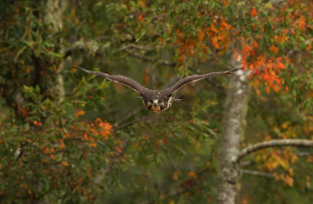 Juvenile Rufous Créditos: Tomás Rivas Fuenzalida