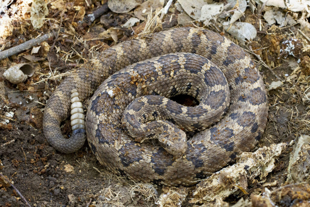 Crotalus enyo. Créditos: Kristof Zyskowski