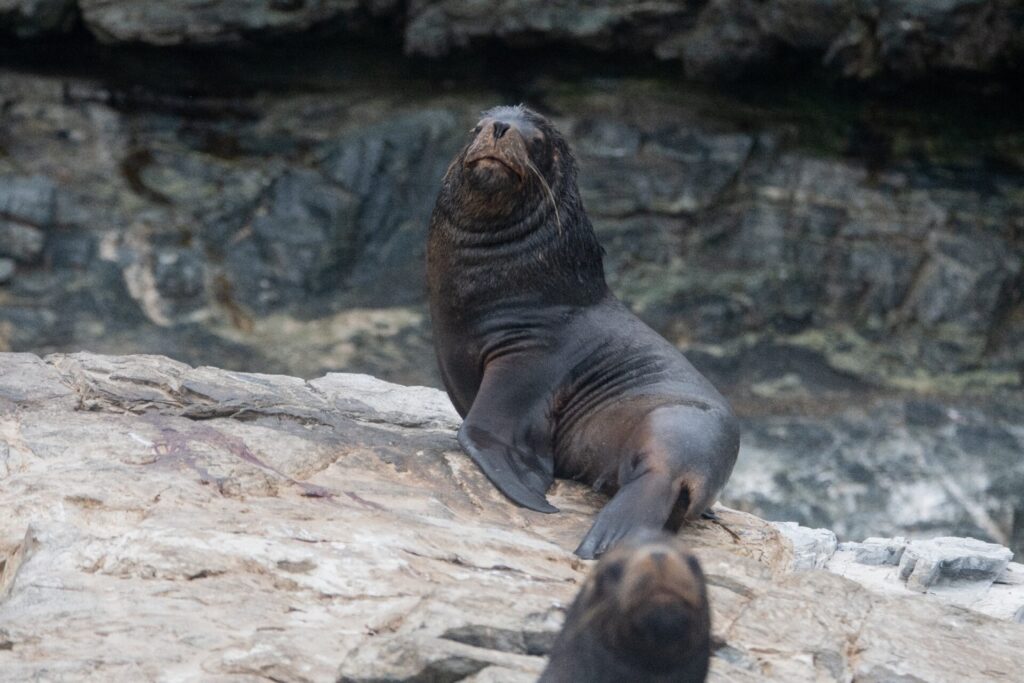 Lobo marino en Reserva Nacional Pingüino de Humboldt - © Duban Espinoza