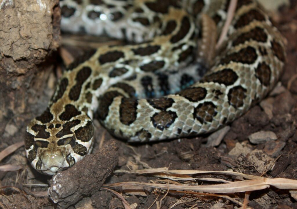 Crotalus polystictus. Créditos:Ltshears