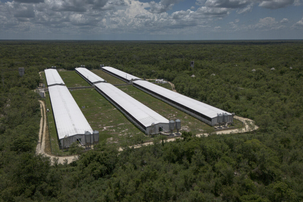 Megagranja en Molas, Yucatán. La expansión de la industria porcícola en este estado plantea preguntas sobre el manejo de las aguas residuales y los desechos animales en una región donde los contaminantes pueden infiltrarse con facilidad al subsuelo. Créditos: Greenpeace México