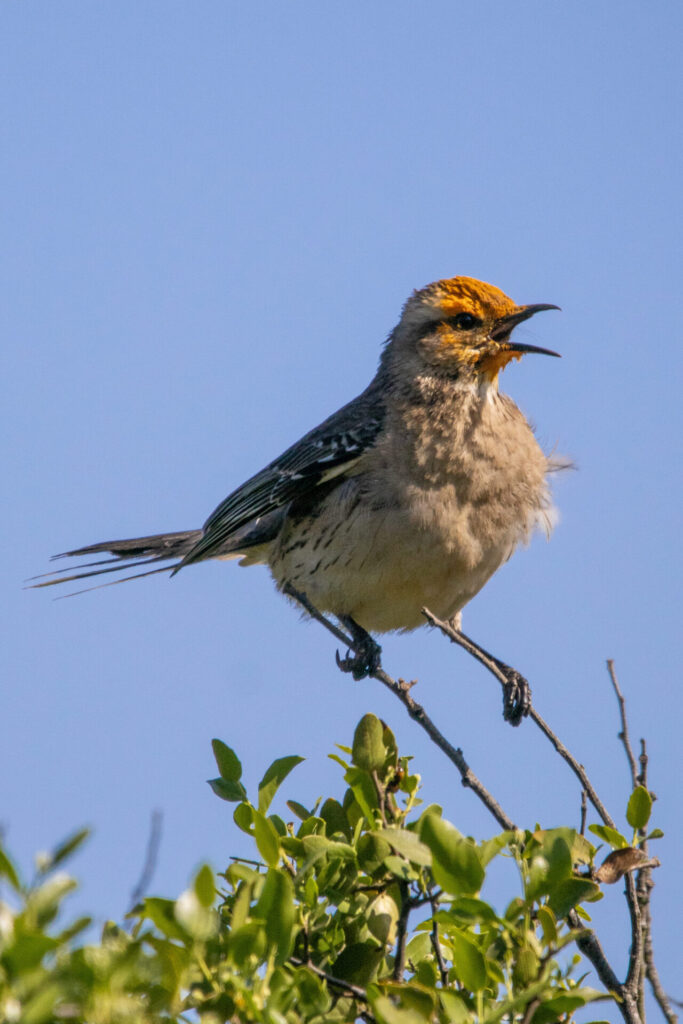 Mockingbird - Foto por Oliver Bertie - Premios de Fotografía Audubon 2025