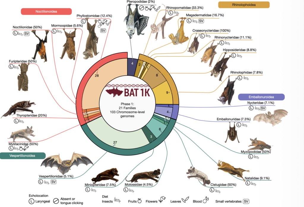 El consorcio Bat1K reunió genomas de 103 especies de murciélagos, incluidas 42 nuevas secuencias de referencia, para representar a las 21 familias actualmente reconocidas y reconstruir con mayor precisión su árbol evolutivo. Créditos: Morales, A.E., Liang, Y., Thomas, W.R. et al.