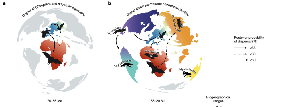 Europa aparece ahora como el probable lugar de origen de los murciélagos y del vuelo propulsado. El análisis evolutivo sitúa este origen en el Paleoceno tardío, antes de la gran diversificación de los linajes modernos. Créditos: Morales, A.E., Liang, Y., Thomas, W.R. et al.