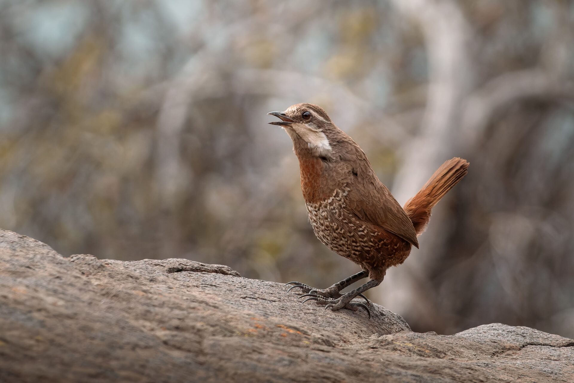 Nuevo convenio permitirá fortaleces la vigilancia de enfermedades en aves silvestres de Chile 
