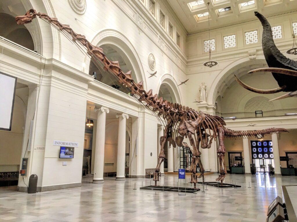 Esqueleto reconstruido exhibido en el Museo Field de Historia Natural, Chicago. Créditos: Zissoudisctrucker