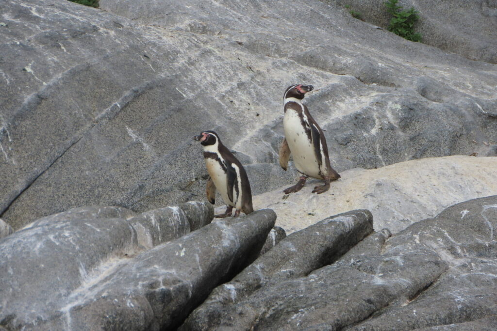 Pingüino de Humboldt - © Phil Gardiner