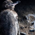 Un pingüino de Galápagos durante el proceso de muda de plumas. Foto: cortesía Aura Banda
