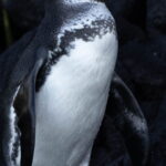 Un ejemplar de Spheniscus mendiculus recién mudado. Foto: cortesía Aura Banda