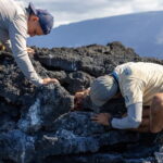 La presencia de guano es un indicador de que el área es usada por los pingüinos. Foto: cortesía Fundación Jocotoco