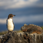 Un pingüino de Galápagos junto a una iguana marina. Foto: cortesía Aura Banda