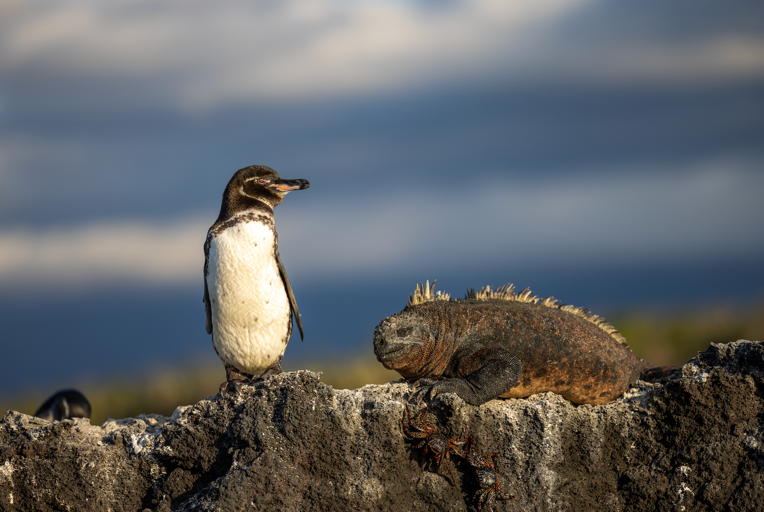 El Niño: Pingüinos de Galápagos amenazados por calentamiento del mar, pero no todo está perdido
