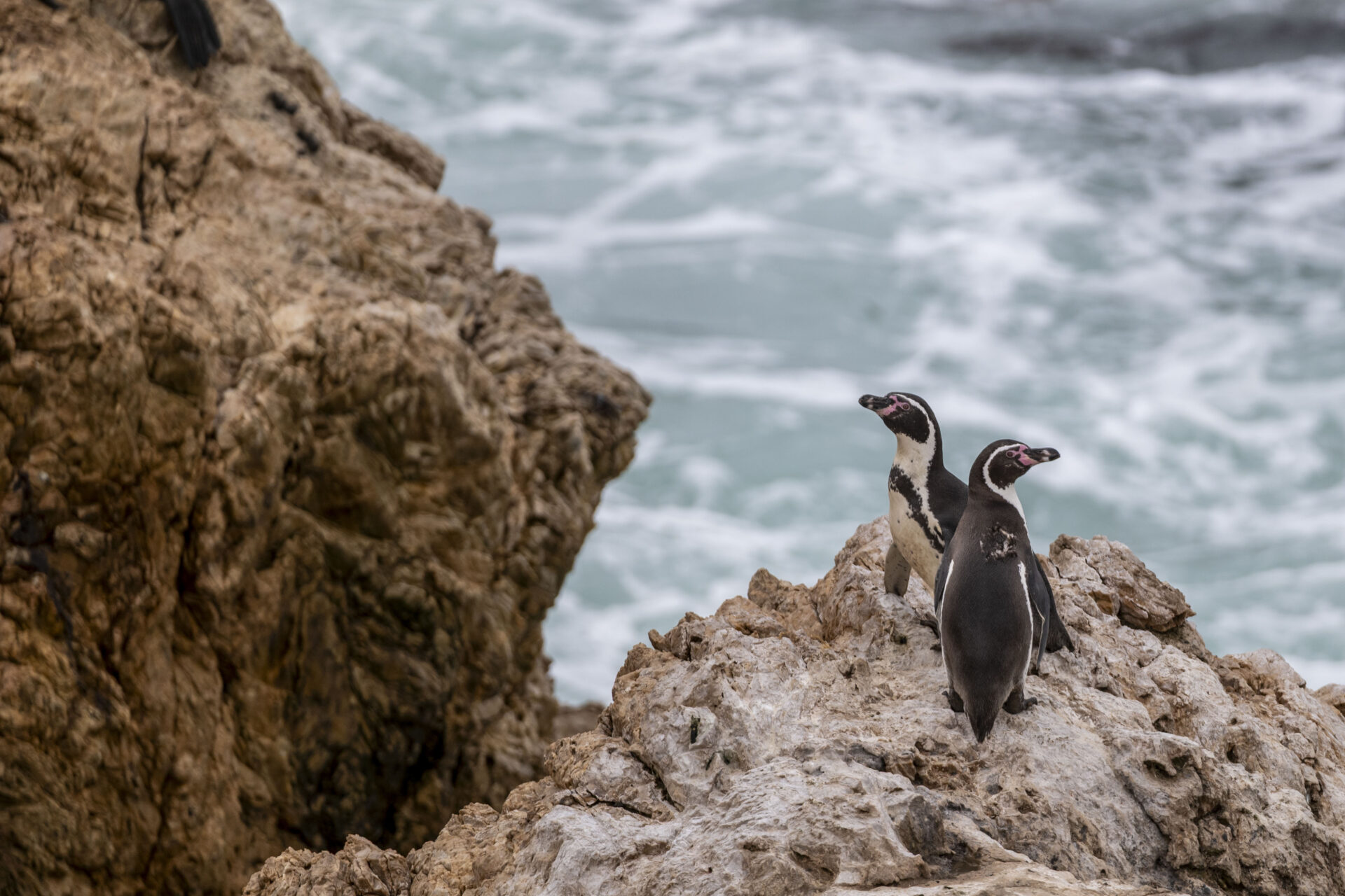 De miles a menos de cuatro: la crisis de los pingüinos de Humboldt en Punta San Juan, Perú