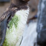 Aunque las plumas del pingüino de Galápagos tienen un aceite que los mantienen secos, la presencia de algas puede indicar que han pasado más tiempo de lo habitual buscando alimento.