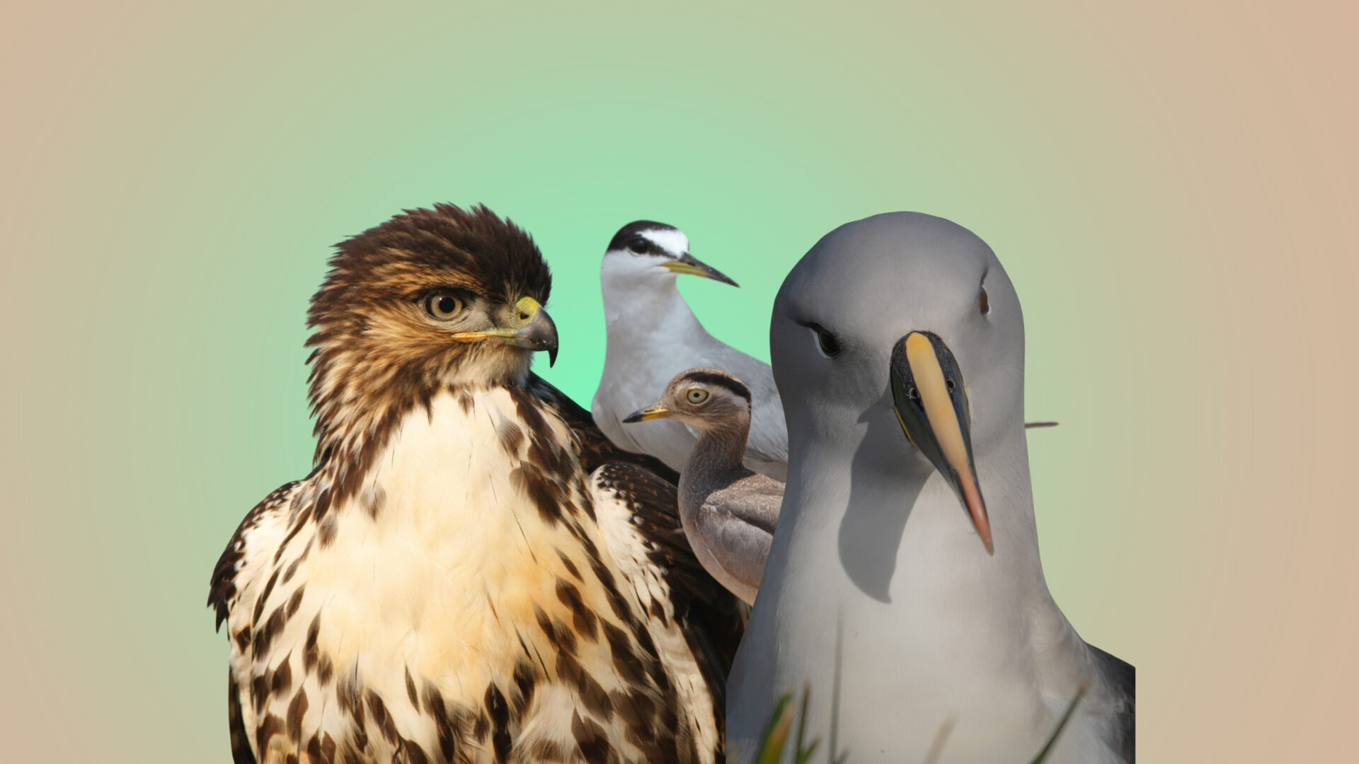 Chorlo cabezón, gaviotín chico, aguilucho de cola rojiza y albatros de cabeza gris: conoce los proyectos ganadores de ChileAves 2030