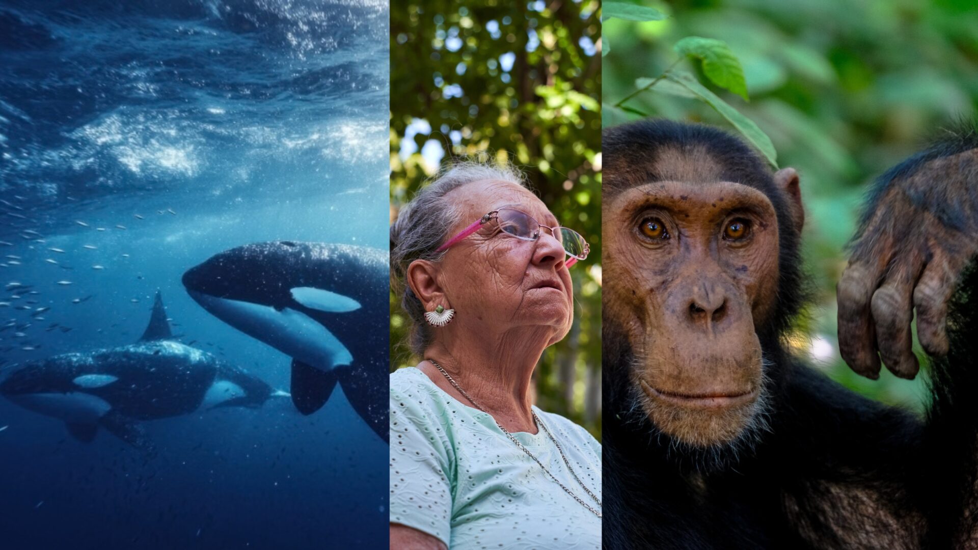 La menopausia más allá de los humanos: el enigma evolutivo que conecta a las personas con las orcas y otros mamíferos