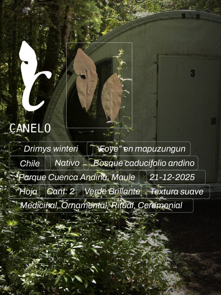 El canelo (Drimys winteri), o foye para el pueblo mapuche, crece en los bosques templados de Chile y Argentina. Su corteza y hojas se emplean en la medicina tradicional, mientras sus ramas y madera tienen un papel sagrado en ceremonias mapuches. En el herbario lo usaron para la letra "C". Cortesía de Escrituras Vegetales y La Gruta Estudio