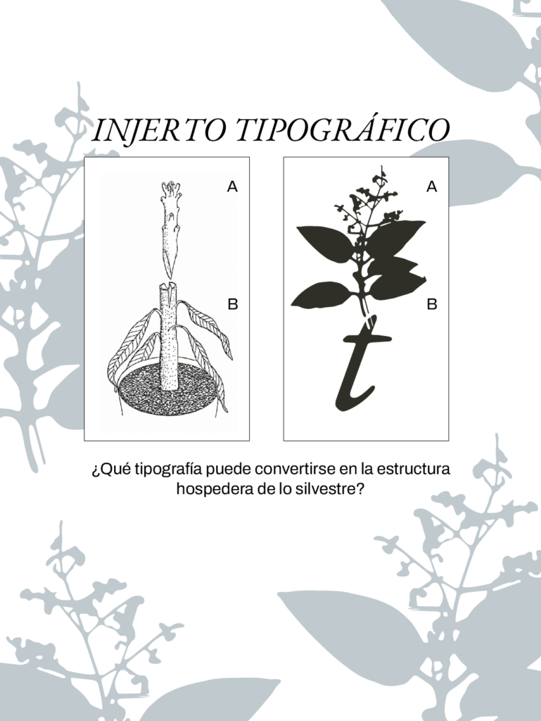 En el Herbario Bi-territorial, las formas vegetales se incorporan a las letras como un injerto, uniendo la estructura del alfabeto con las particularidades de cada planta. Cortesía de Escrituras Vegetales y La Gruta Estudio