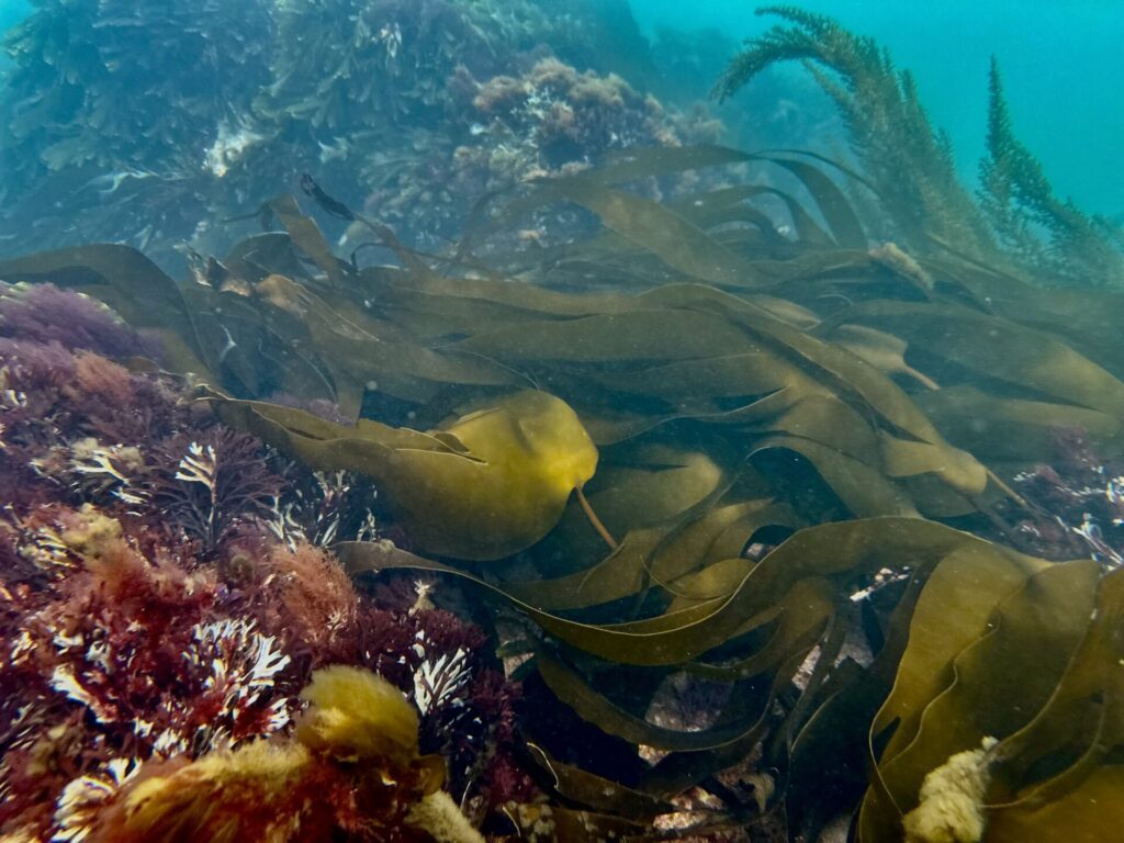 Alexandra Cousteau en Sussex Bay. Créditos: Alexandra Cousteau.