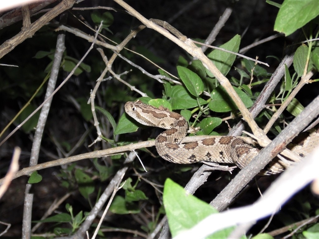 Crotalus enyo. Créditos: Tania Pérez Fiol