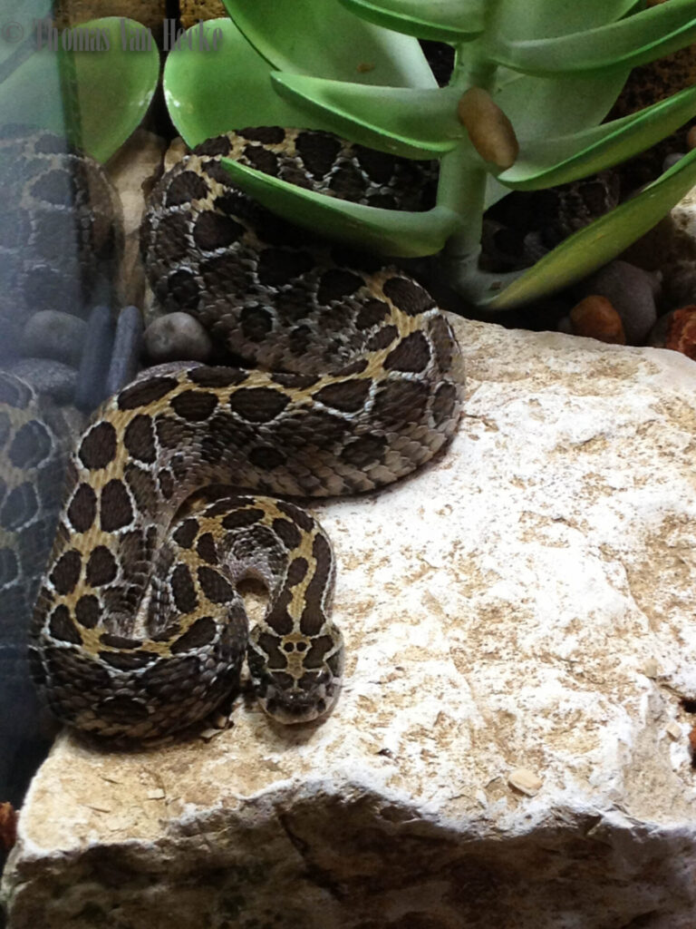 Crotalus polystictus. Créditos: Tomawak