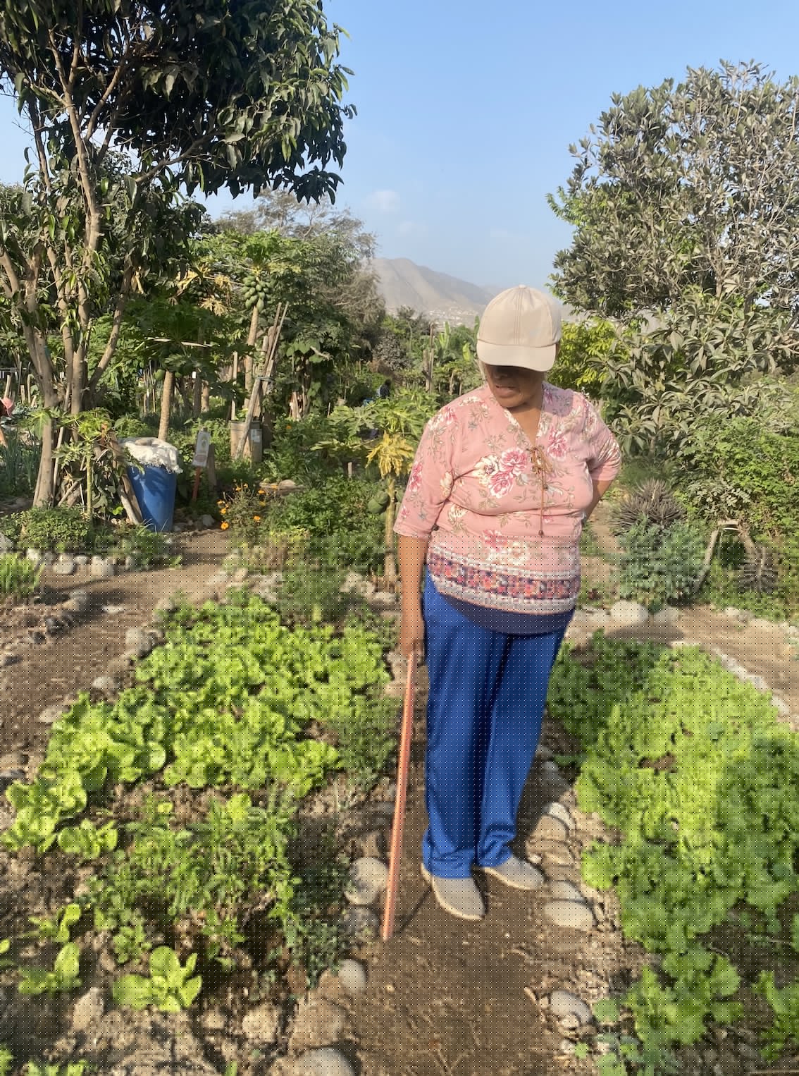 Maná, Mi Hermosa Huerta como un espacio de producción agroecológica. Crédito: Gloria Alvitres