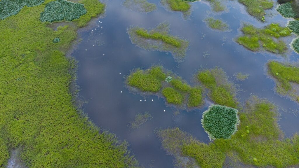 Vista aérea al humedal Río Cruces - Crédito de Baguales